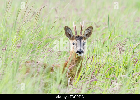 Junger Rehbock Fütterung unter hohe Gräser auf einer Wiese, Norfolk, England Stockfoto