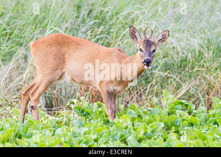 Junger Rehbock Fütterung in einem Feld von Zuckerrüben während des Sommers, Norfolk, England Stockfoto