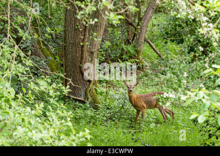 Ein junger Rehbock erkunden Wald Lebensraum, Norfolk, England Stockfoto