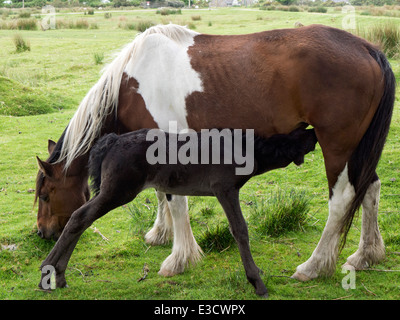 Stute und Fohlen auf Bodmin Moor Stockfoto