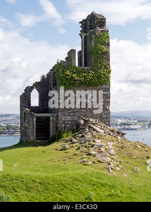 Torheit am Mount Edgcumbe Country Park, Cornwall Stockfoto