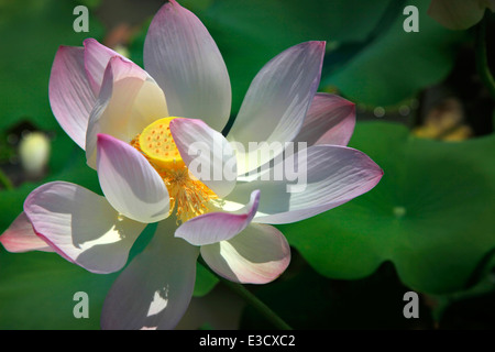 Schöne blühende rosa Seerose Lotusblüte mit grünen Blätter im Teich Stockfoto