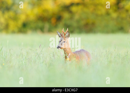 Ein non-territorialen jungen Rehbock Fütterung auf einer Wiese bei Sonnenuntergang während der Sommer-Brunft, Norfolk, England Stockfoto