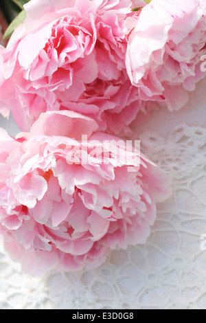 Schöne romantische rosa Pfingstrosen auf weißer Spitze Hintergrund Stockfoto