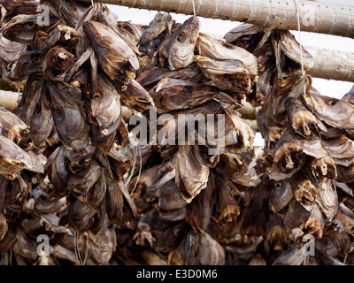 Stockfisch (Kabeljau) Köpfe hängen zum Trocknen auf einem hölzernen Gestell in Henningsvær auf den Lofoten in Norwegen. Stockfoto