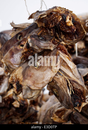 Stockfisch (Kabeljau) Köpfe hängen zum Trocknen auf einem hölzernen Gestell in Henningsvær auf den Lofoten in Norwegen. Stockfoto