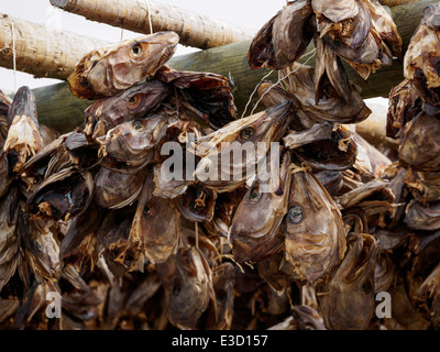 Stockfisch (Kabeljau) Köpfe hängen zum Trocknen auf einem hölzernen Gestell in Henningsvær auf den Lofoten in Norwegen. Stockfoto