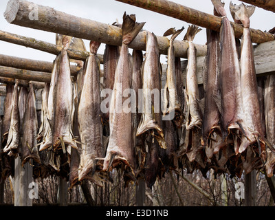 Stockfisch (Kabeljau) wird auf einem hölzernen Gestell in Henningsvær auf den Lofoten in Norwegen Trocknen aufgehängt. Stockfoto