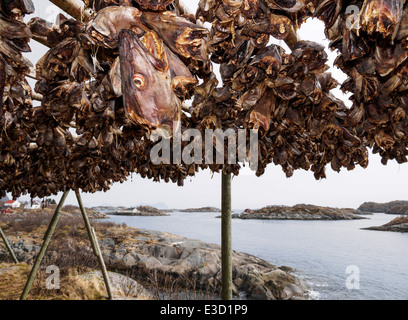 Stockfisch (Kabeljau) Köpfe hängen zum Trocknen auf einem hölzernen Gestell in Henningsvær auf den Lofoten in Norwegen. Stockfoto