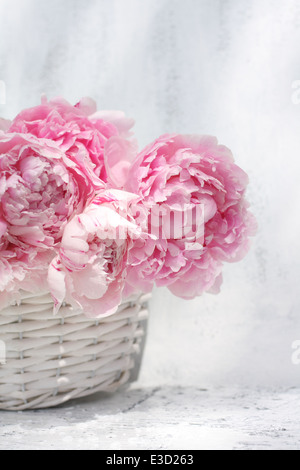 Schöne weiche rosa Pfingstrosen künstlerische Stilleben auf weißen gemalten Hintergrund Stockfoto