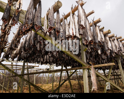 Stockfisch (Kabeljau) wird auf einem hölzernen Gestell in Henningsvær auf den Lofoten in Norwegen Trocknen aufgehängt. Stockfoto