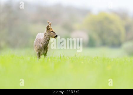 Ein junges Reh Bock Fütterung auf einer Wiese im Frühling, Norfolk, England Stockfoto