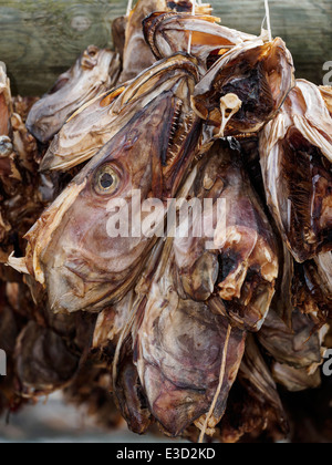 Stockfisch (Kabeljau) Köpfe hängen zum Trocknen auf einem hölzernen Gestell in Henningsvær auf den Lofoten in Norwegen. Stockfoto