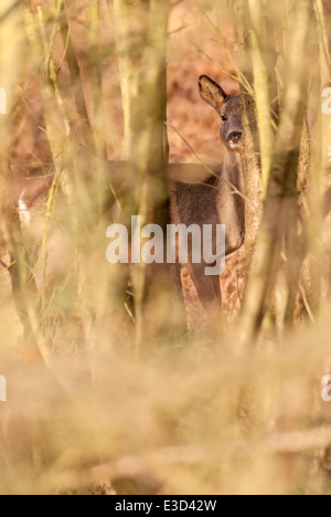 Erwachsene weibliche Rehe füttern in einer Heidelandschaft Spinney während des Winters, Norfolk, England Stockfoto