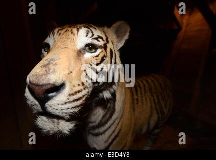 Kassel, Deutschland. 23. Juni 2014. Eine berittene Tiger ist auf dem Display in einem Modell von der Arche Noah im Natural History Museum in Kassel, Deutschland, 23. Juni 2014. Die neue Ausstellung nennt sich "Animal Kingdom in der Bibel". Foto: UWE ZUCCHI/DPA/Alamy Live-Nachrichten Stockfoto