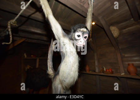 Kassel, Deutschland. 23. Juni 2014. Eine berittene Monley ist auf dem Display in einem Modell von der Arche Noah im Natural History Museum in Kassel, Deutschland, 23. Juni 2014. Die neue Ausstellung nennt sich "Animal Kingdom in der Bibel". Foto: UWE ZUCCHI/DPA/Alamy Live-Nachrichten Stockfoto