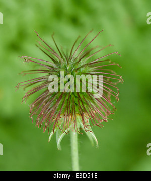 Makroaufnahme des Samenkopfes des Kraut Bennett (Geum Urbanum) mit dem eingehackten Samen, der die Erfindung des Klettverschlusses inspirierte. Stockfoto