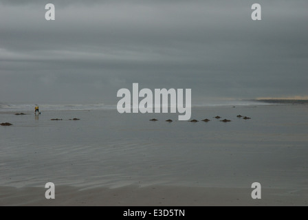 Männer bei der Arbeit, bait Graben Ulrome Yorkshire UK Stockfoto