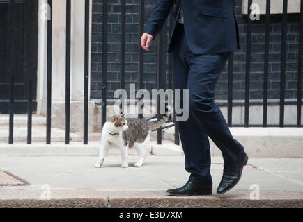 London, UK. 23. Juni 2014. Kanzler George Osborne Katze geht Freya für einen Spaziergang in der Downing Street, am Montag, 23. Juni 2014. Bildnachweis: Heloise/Alamy Live-Nachrichten Stockfoto