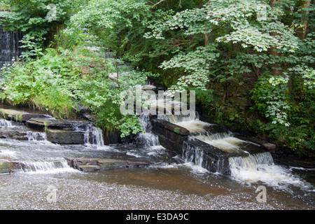 Fischtreppe am Birkacre Wehr auf dem Fluss Yarrow in Schafgarbe Valley Country Park, Copparo, Lancashire, UK. Stockfoto