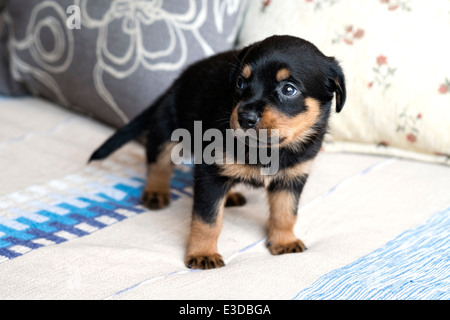 Nahaufnahme eines Rottweiler Welpen Stockfoto