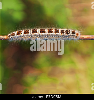 Große schöne Wald Raupe am Zweig. Makro-Foto. Stockfoto