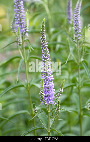 Veronica Longifolia wächst in einer krautigen Grenze. Ehrenpreis. Stockfoto