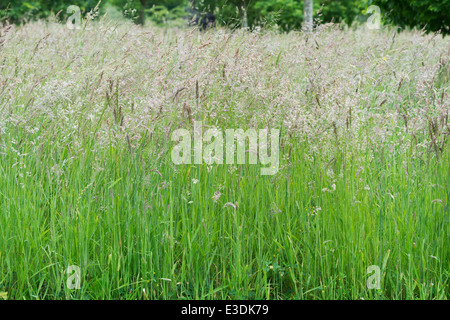 Lange Wiese Rasen Samen in der englischen Landschaft gonna Stockfoto