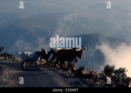 Ziegen genießen Freiheit bis in die Wolken in den Alpujarras, Südspanien Stockfoto