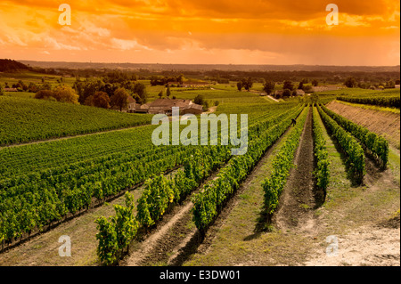 Weingut Sunrise-Weinberge von Saint Emilion, Weinberge von Bordeaux Stockfoto