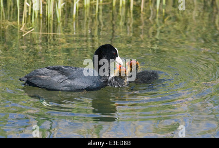 Blässhuhn Fulica atra Stockfoto