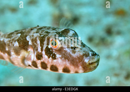 Bandtail Kugelfische (Sphoeroides Spengleri) Stockfoto