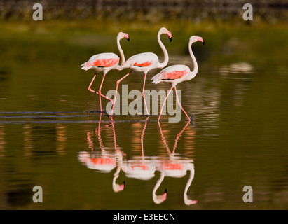 Rosaflamingo - Phoenicopterus roseus Stockfoto