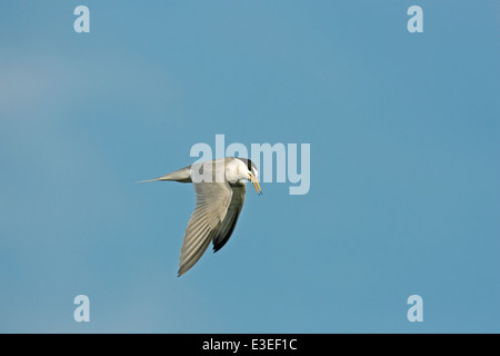 Wenig Tern Sterna albifrons Stockfoto