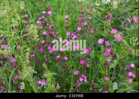 Rote Campion, Silene Dioica, Blütenpflanzen Stockfoto