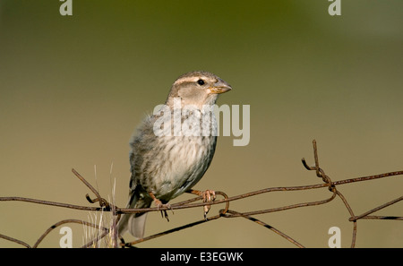 Spanische Sparrow - Passer hispaniolensis Stockfoto