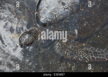 Schöne vom Aussterben bedrohten grünen Meeresschildkröten auf ruht in den seichten Gewässern in der Nähe von Punalu'u schwarzen Sandstrand in Hawai ' i Stockfoto