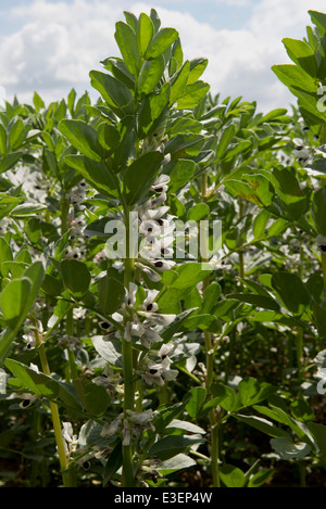 Ein Feld, Faba oder Fava Bean, Vicia Faba, Ernte in Blume in West Berkshire an einem schönen Junitag Stockfoto