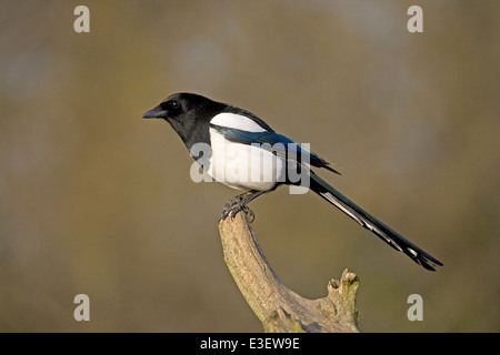 Magpie Pica Pica Stockfoto