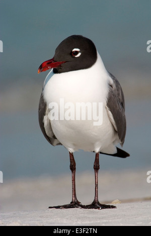 Lachende Möve - Larus atricilla Stockfoto