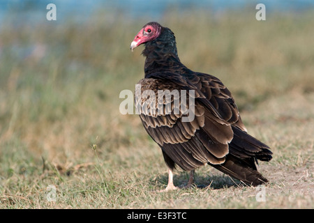 Türkei Vulture - Cathartes aura Stockfoto