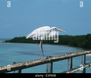 Silberreiher - Ardea alba Stockfoto