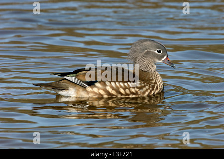 Mandarinente Aix galericulata Stockfoto