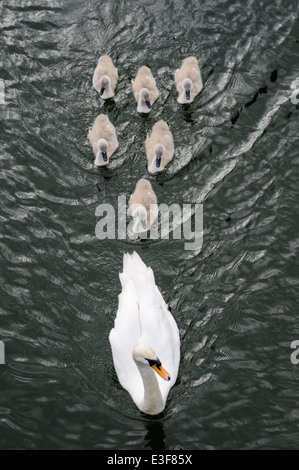 Weibliche Schwan mit sechs cygnets Stockfoto