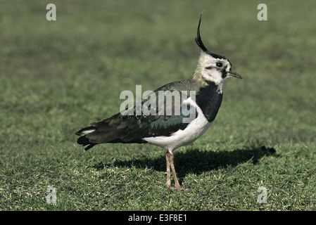 Kiebitz Vanellus vanellus Stockfoto