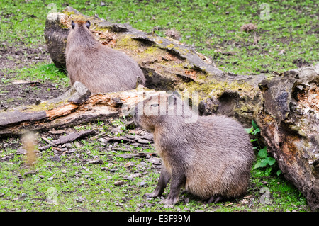 Capybara (Hydrochoerus hydrochaeris), das größte Nagetier der Welt Stockfoto