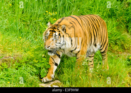 Männliche Sumatra-tiger (Panthera tigris sumatrae) Stockfoto