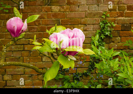 Einen viktorianischen Garten mit Wald und krautige Pflanzen, die nur selten außerhalb der großen botanischen Gärten zu finden. Stockfoto