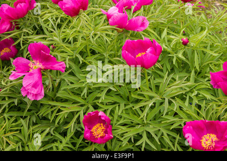 Einen viktorianischen Garten mit Wald und krautige Pflanzen, die nur selten außerhalb der großen botanischen Gärten zu finden. Stockfoto