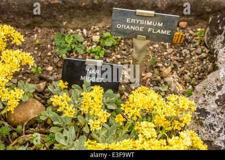 Einen viktorianischen Garten mit Wald und krautige Pflanzen, die nur selten außerhalb der großen botanischen Gärten zu finden. Stockfoto